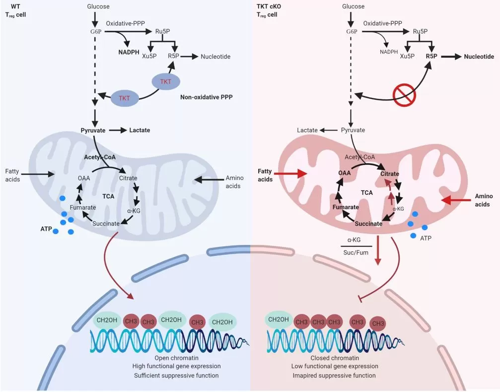 Non-oxidative pentose phosphate pathway controls regulatory T cell function